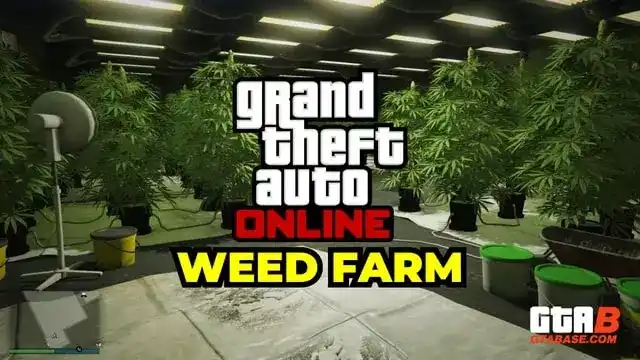 GTA Online Weed Farm: Setup, Location, Upgrades & Payout - Grand Theft Auto V