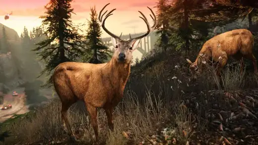 Deer / Elk