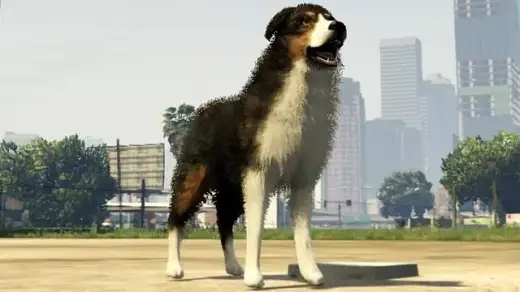 Border Collie / Shepherd