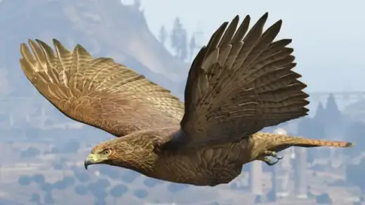 Chicken Hawk