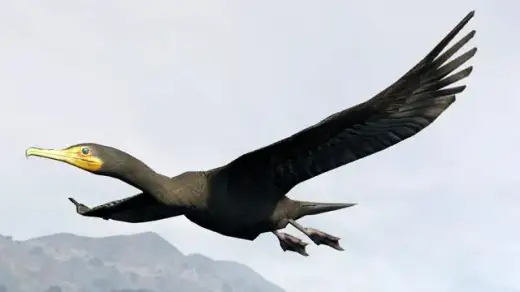Great Cormorant