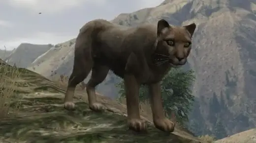 Cougar / Mountain Lion