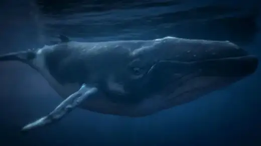 Humpback Whale