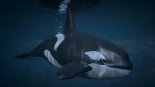 Orca (Killer Whale)
