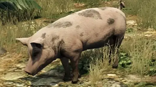 Pig