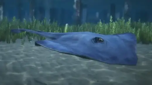 Stingray