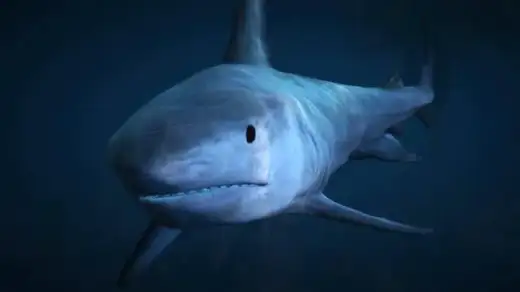 Tiger Shark