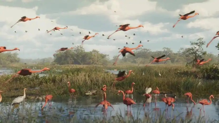 Flamingo — reveal image 1