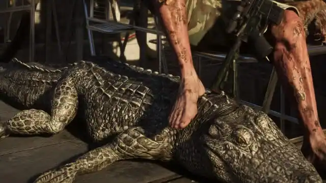 American Alligator reference comparison image