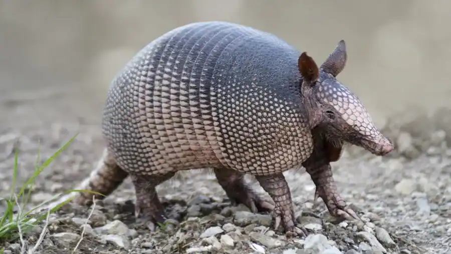Armadillo reference comparison image