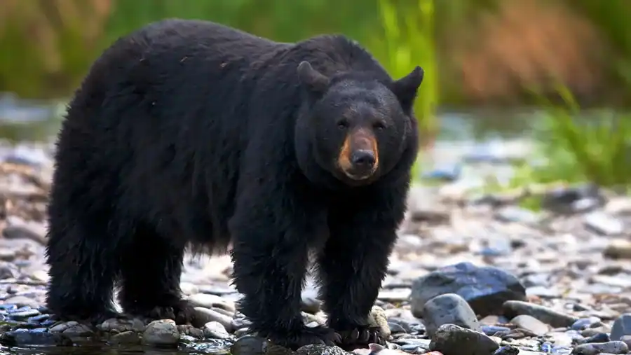 Black Bear reference comparison image