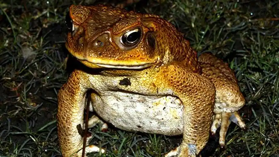 Cane Toad reference comparison image