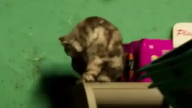 Cat reference comparison image