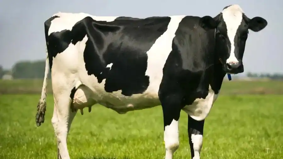 Cow reference comparison image