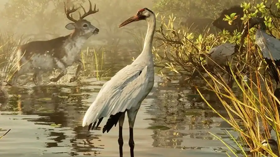 Whooping Crane reference comparison image