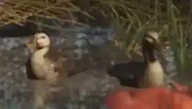 Duck reference comparison image