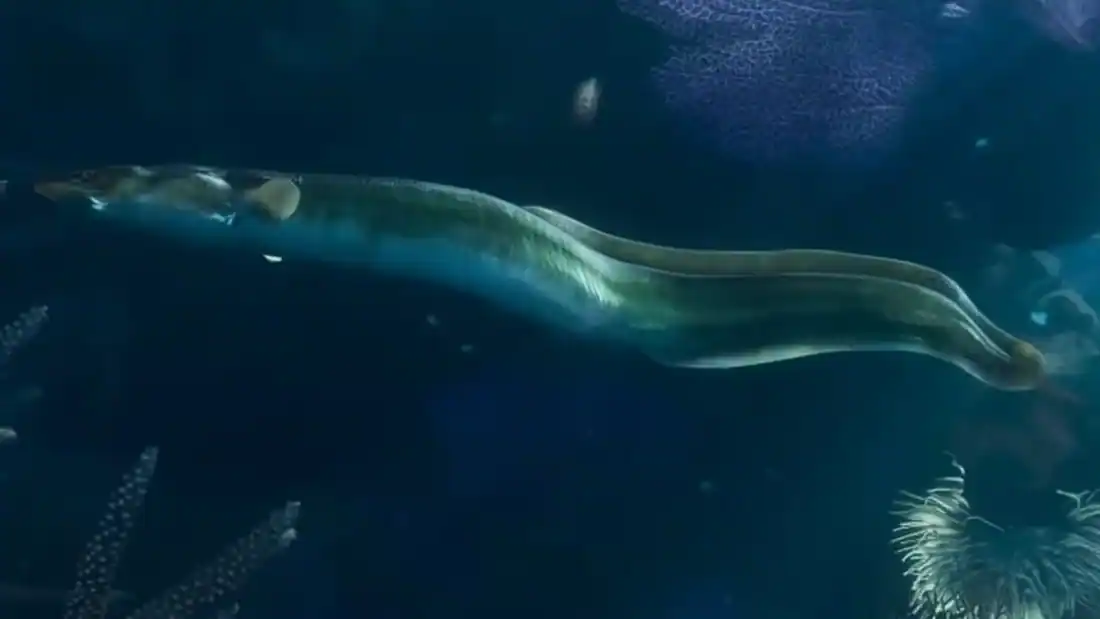 Eel reference comparison image