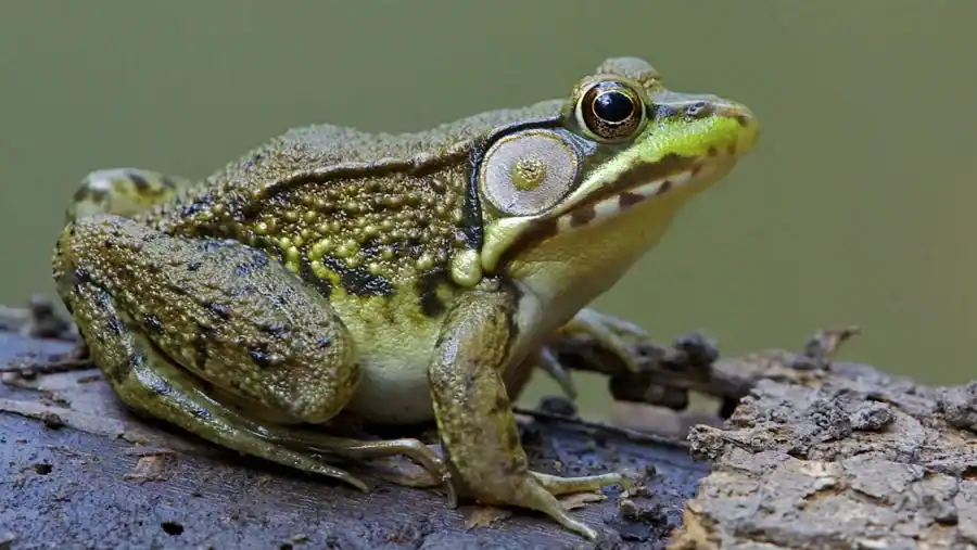 Frog reference comparison image