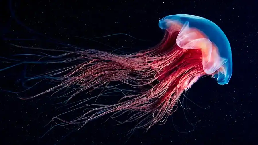 Jellyfish reference comparison image