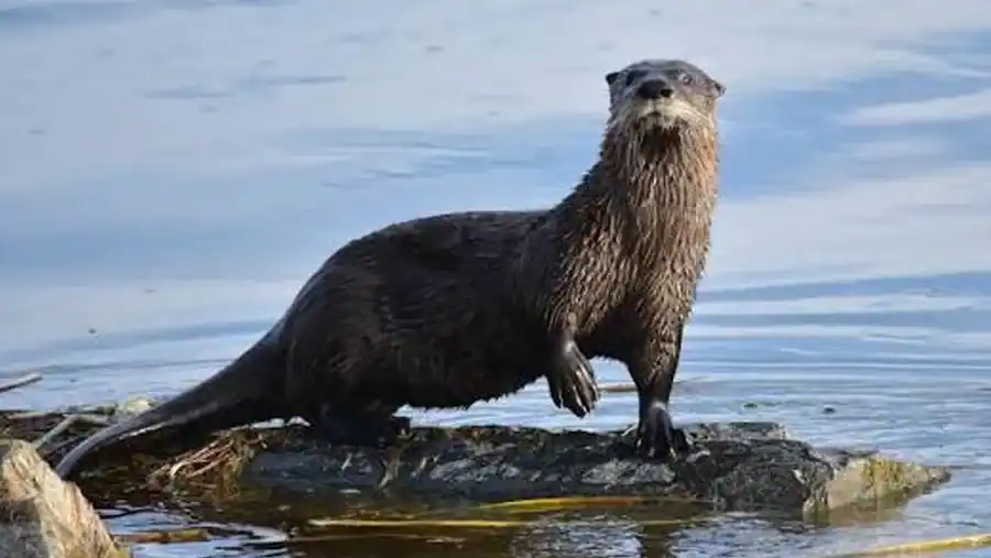 Otter reference comparison image