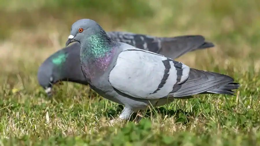 Pigeon reference comparison image