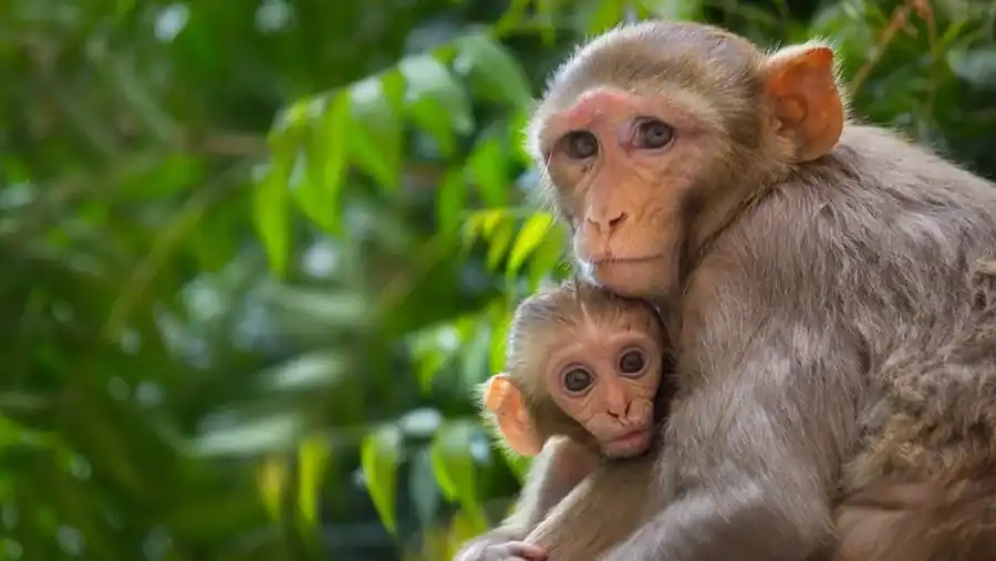Rhesus Macaque reference comparison image