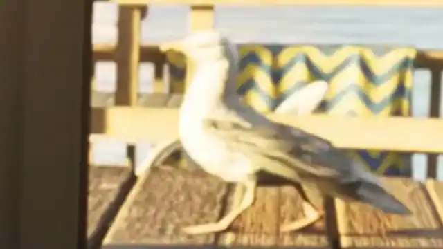Seagull reference comparison image