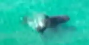 Shark reference comparison image