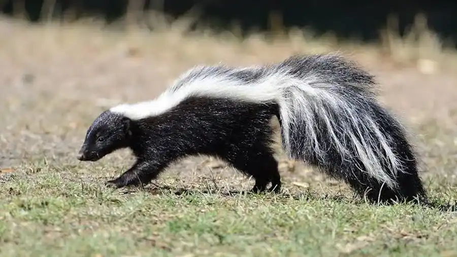 Skunk reference comparison image