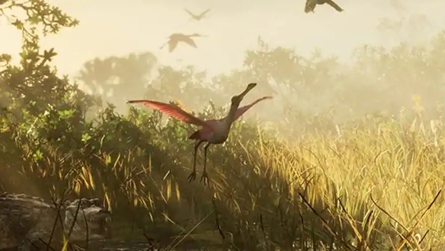 Spoonbill reference comparison image