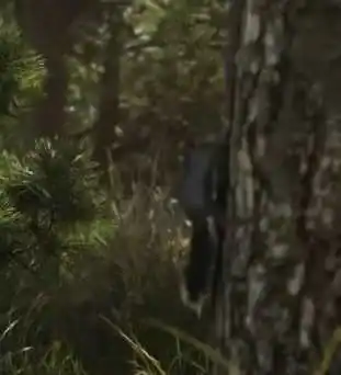 Squirrel reference comparison image