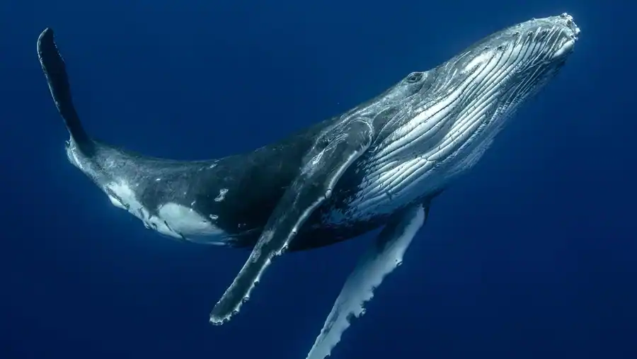 Whale reference comparison image