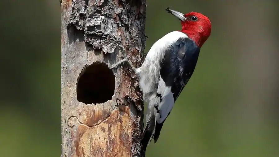 Woodpecker reference comparison image